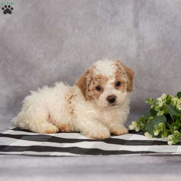 Paul, Bich-Poo Puppy